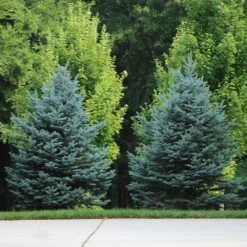 Colorado Blue Spruce Tree -Garden Supplies Sales Store Colorado BLue Spruce 7