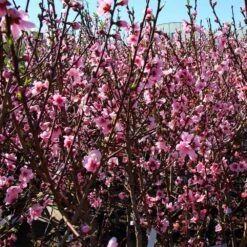 Contender Peach Tree 6 Contender Peach Tree -Garden Supplies Sales Store Contender Peach Tree 3