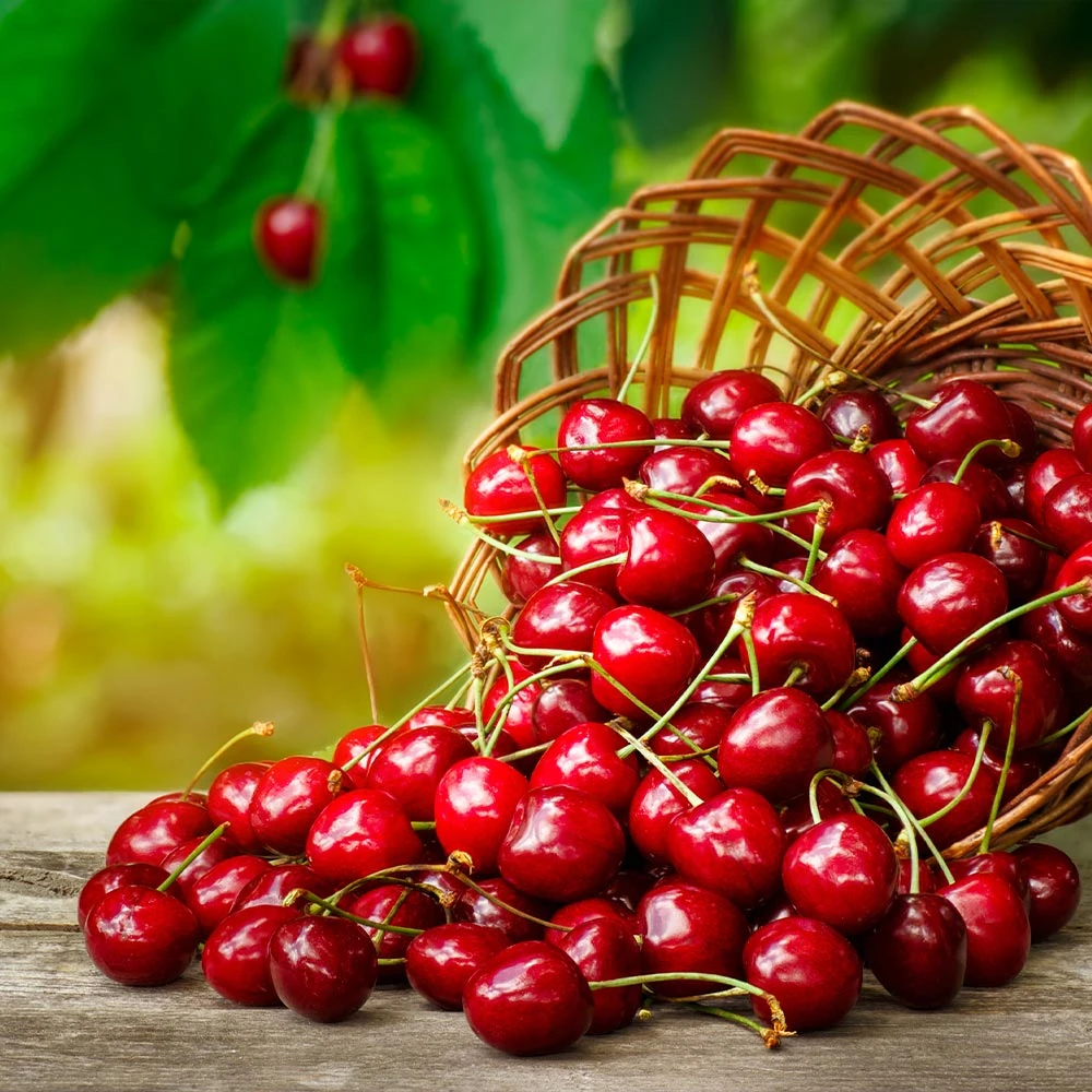 Coral Champagne Cherry Tree 3 Coral Champagne Cherry Tree - Image 3