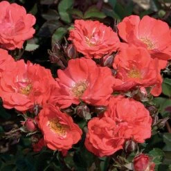 Coral Drift® Rose -Garden Supplies Sales Store Coral Drift Rose 1 BB