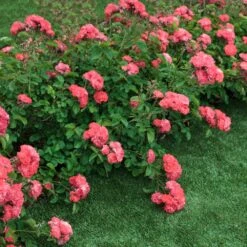 Coral Drift® Rose -Garden Supplies Sales Store Coral Drift Rose 2 FGT