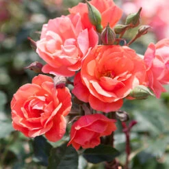 Coral Knock Out® Rose Tree -Garden Supplies Sales Store Coral Knockout Rose Tree 1