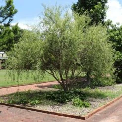 Corkscrew Willow Tree -Garden Supplies Sales Store Corkscrew Willow 1