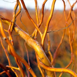 Corkscrew Willow Tree -Garden Supplies Sales Store Corkscrew Willow 1 BB