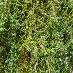 Garden Supplies Sales Store -Garden Supplies Sales Store Corkscrew Willow 4 BB