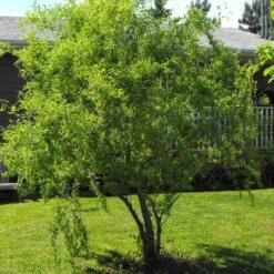 Corkscrew Willow Tree -Garden Supplies Sales Store Corkscrew Willow 8 BB
