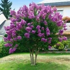Twilight Crape Myrtle Tree 8 Twilight Crape Myrtle Tree -Garden Supplies Sales Store Crape Myrtle Twilight 5 BB