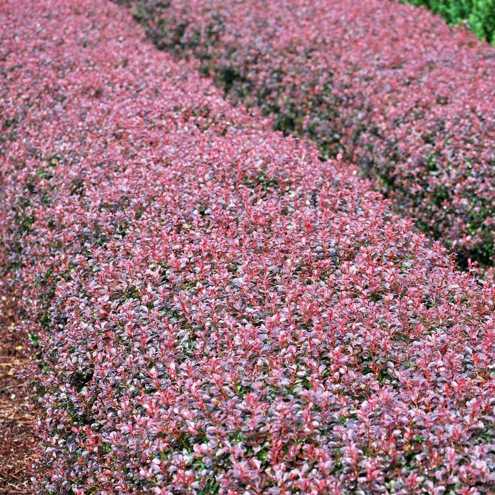Crimson Pygmy Barberry Shrub 2 Crimson Pygmy Barberry Shrub - Image 2