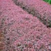 Crimson Pygmy Barberry Shrub