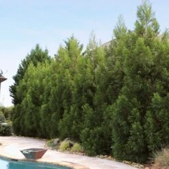 Cryptomeria Radicans Tree -Garden Supplies Sales Store Cryptomeria Radicans 11 BBB