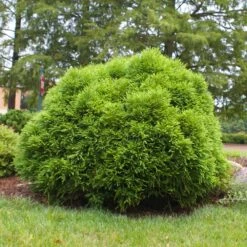 Cryptomeria 'Globosa Nana' -Garden Supplies Sales Store Cryptomeria Radicans 3