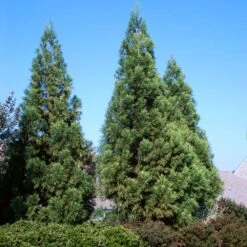 Cryptomeria Radicans Tree -Garden Supplies Sales Store Cryptomeria Radicans 3 BB