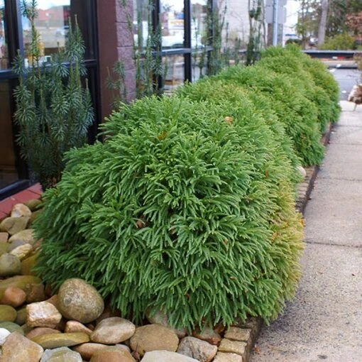 Cryptomeria 'Globosa Nana' -Garden Supplies Sales Store Cryptomeria Radicans BB 600x600 282e9bc7 9ef4 48b0 9092 d283a58d81e4
