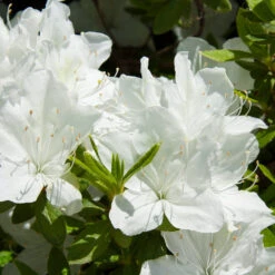 Delaware Valley White Azalea Shrub -Garden Supplies Sales Store Delaware Valley Azalea 1