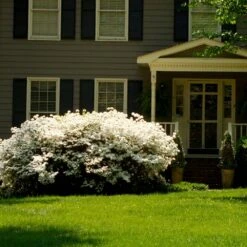 Delaware Valley White Azalea Shrub -Garden Supplies Sales Store Delaware Valley Azalea 2