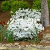 Delaware Valley White Azalea Shrub
