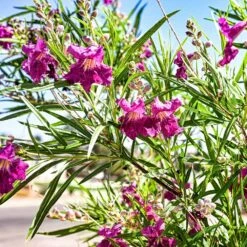Bubba Jones Desert Willow 6 Bubba Jones Desert Willow -Garden Supplies Sales Store Desert WIllow Bubba Jones 1