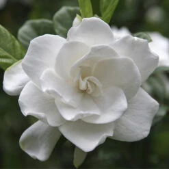 Double Blooming Gardenia Tree 7 Double Blooming Gardenia Tree -Garden Supplies Sales Store Double Blooming Gardenia 3 BB