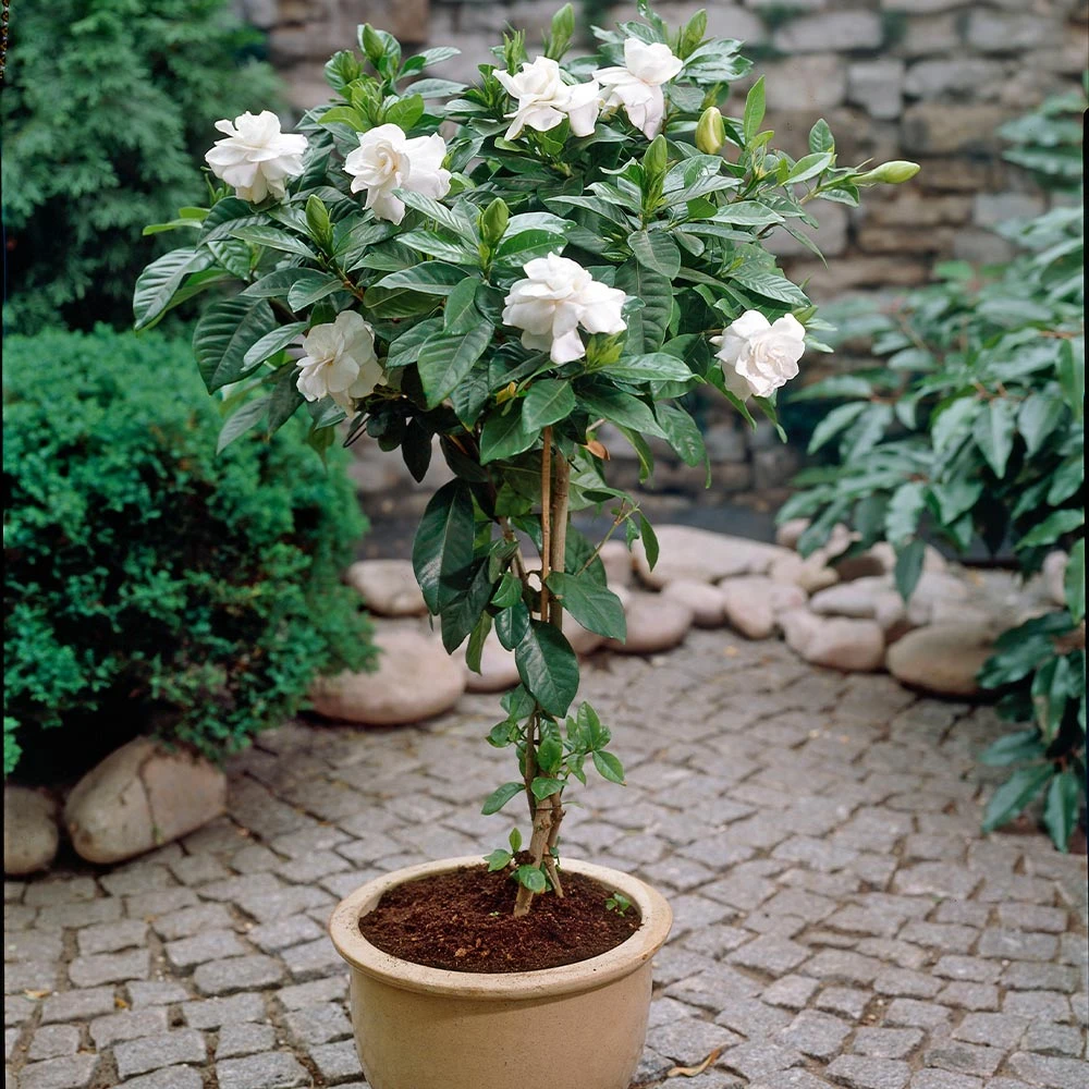 Double Blooming Gardenia Tree 2 Double Blooming Gardenia Tree - Image 2