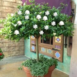 Double Blooming Gardenia Tree 8 Double Blooming Gardenia Tree -Garden Supplies Sales Store Double Blooming Gardenia Tree 2 BB