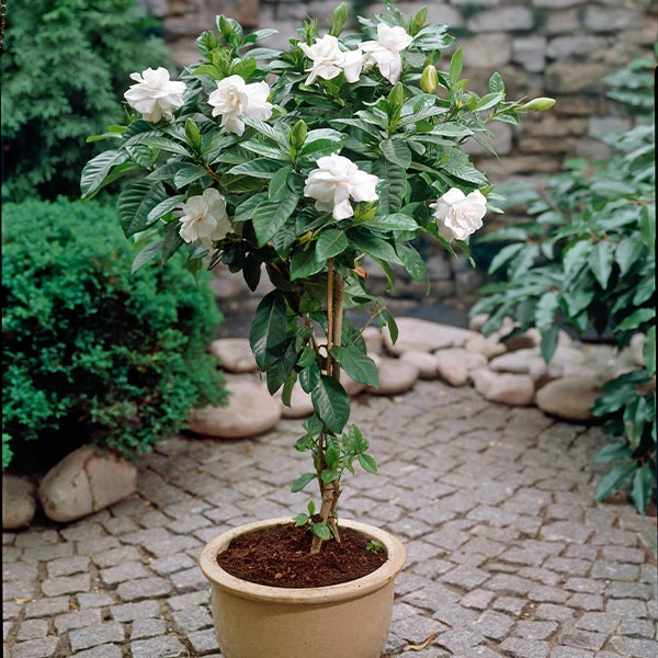 Double Blooming Gardenia Tree 1 Double Blooming Gardenia Tree