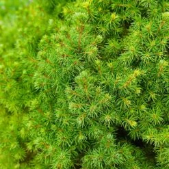 Dwarf Alberta Spruce Tree 8 Dwarf Alberta Spruce Tree -Garden Supplies Sales Store Dwarf ALberta ALberta Spruce 6