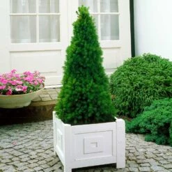 Dwarf Alberta Spruce Tree 9 Dwarf Alberta Spruce Tree -Garden Supplies Sales Store Dwarf ALberta ALberta Spruce 7 BB