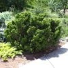 Dwarf Hinoki Cypress Shrub