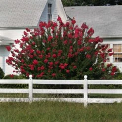 Dynamite Crape Myrtle Tree -Garden Supplies Sales Store Dynamite Crape Myrtle 3 BB