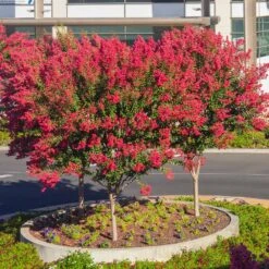 Dynamite Crape Myrtle Tree -Garden Supplies Sales Store Dynamite Crape Myrtle single trunk