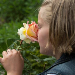 Euphoria® Rose Shrub 7 Euphoria® Rose Shrub -Garden Supplies Sales Store EUphoria Rose Tree 1