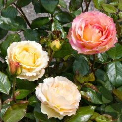 Euphoria® Rose Shrub 9 Euphoria® Rose Shrub -Garden Supplies Sales Store EUphoria Rose Tree 4