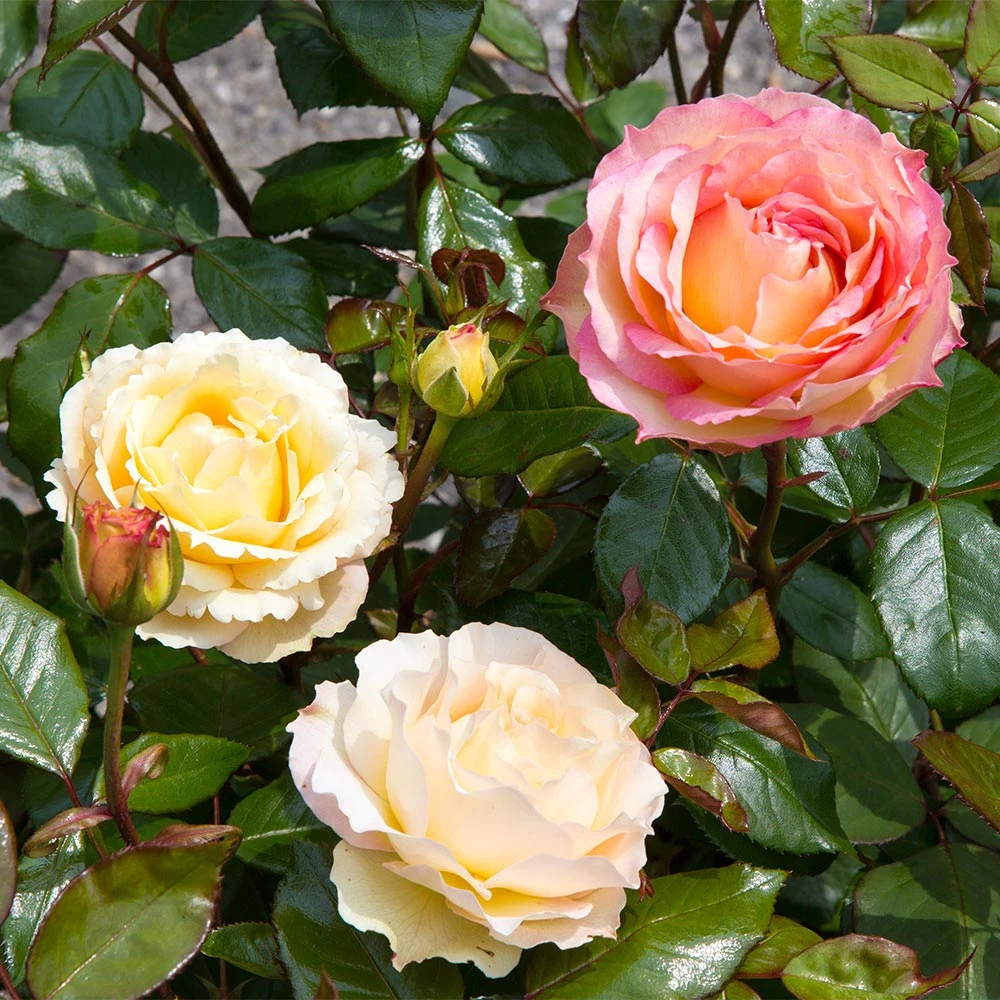 Euphoria® Rose Shrub 5 Euphoria® Rose Shrub - Image 5