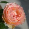 Euphoria® Rose Shrub