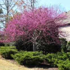 Eastern Redbud Tree -Garden Supplies Sales Store Eastern Redbud 3 53819fdc c67e 4f25 8b35 6864a2a42108