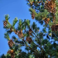 Eastern White Pine Tree -Garden Supplies Sales Store Eastern White pine 1