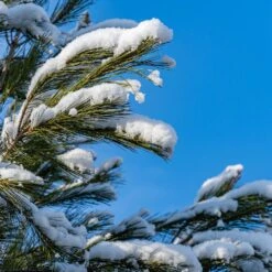 Eastern White Pine Tree -Garden Supplies Sales Store Eastern White pine 2 BB