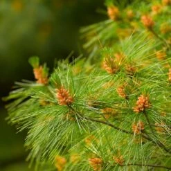 Eastern White Pine Tree -Garden Supplies Sales Store Eastern White pine 6 BB