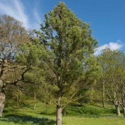 Eastern White Pine Tree -Garden Supplies Sales Store Eastern White pine 7 BB