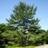 Eastern White Pine Tree