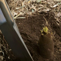 Edible Bamboo Plant -Garden Supplies Sales Store Edible Bamboo 1 BB