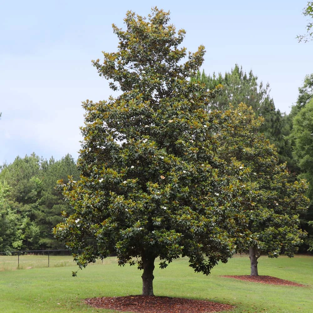 Edith Bogue Magnolia 2 Edith Bogue Magnolia - Image 2