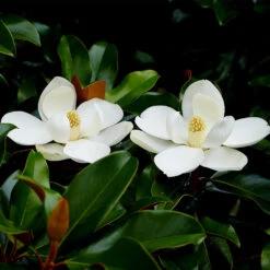 Edith Bogue Magnolia 5 Edith Bogue Magnolia -Garden Supplies Sales Store Edith Bogue magnolia 2