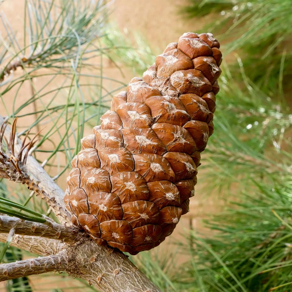 Eldarica Pine 3 Eldarica Pine - Image 3