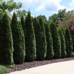 Cool-Climate Privacy Kit -Garden Supplies Sales Store Emeral Green Arborvitae 7 BB 42cf555d 6f34 4da8 924b fccf0e09d519