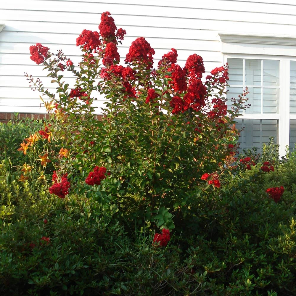 Enduring Summer Red Crape Myrtle Shrub 2 Enduring Summer Red Crape Myrtle Shrub - Image 2