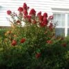 Enduring Summer Red Crape Myrtle Shrub