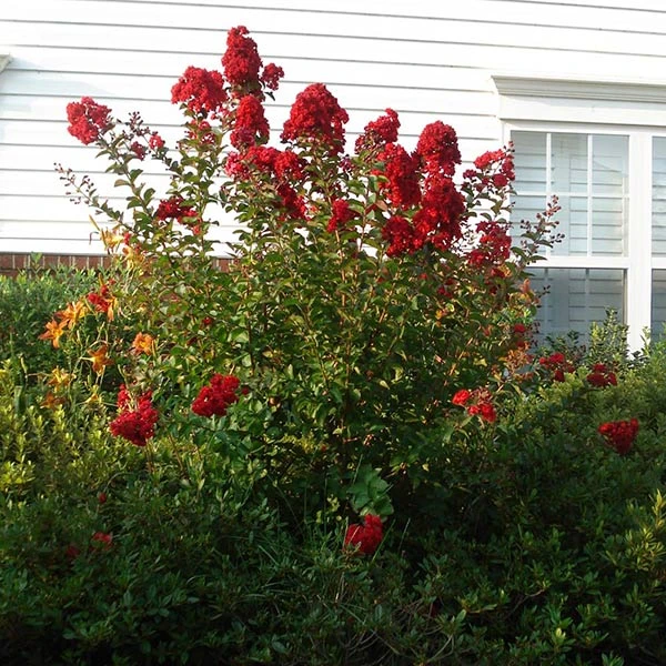 Enduring Summer Red Crape Myrtle Shrub 1 Enduring Summer Red Crape Myrtle Shrub
