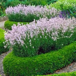 Dwarf English Boxwood Shrub -Garden Supplies Sales Store English Boxwood 4