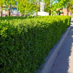 Dwarf English Boxwood Shrub -Garden Supplies Sales Store English Boxwood 5 BB